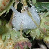 Pennitsa slina na jagode: kako se boriti